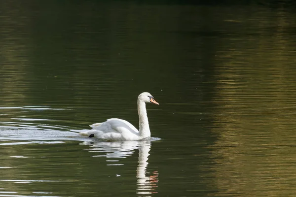 Bílá labuť na jezeře za slunečného dne — Stock fotografie