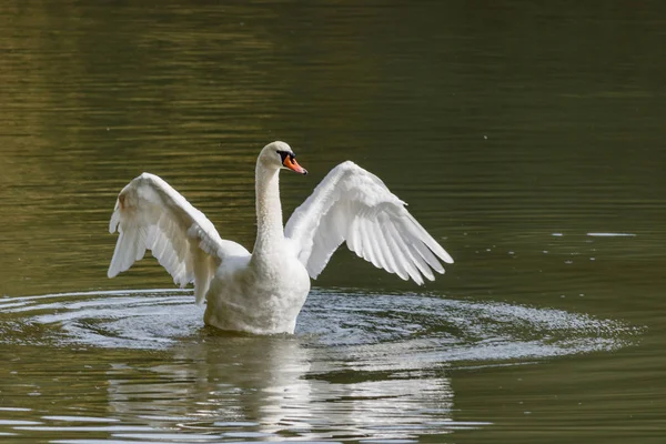 Cisne blanco en el lago en un día soleado —  Fotos de Stock