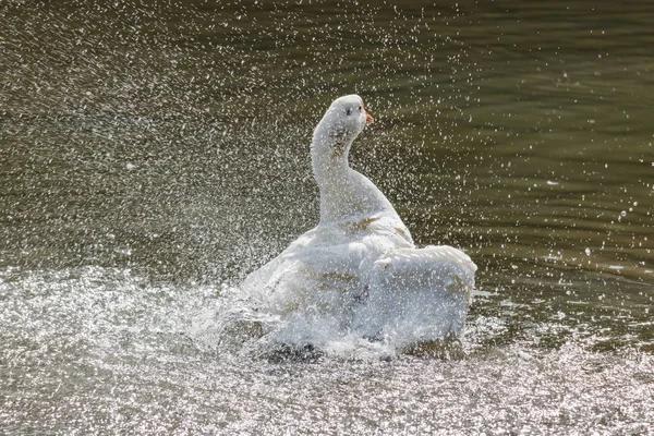 Ganso salvaje salpicando en el lago en un cálido día de otoño —  Fotos de Stock