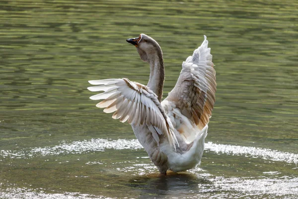 Ganso salvaje salpicando en el lago en un cálido día de otoño —  Fotos de Stock