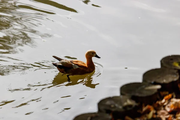 Canard roux flottant sur le lac par une journée ensoleillée — Photo