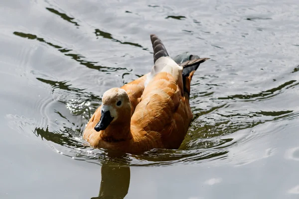 Canard roux flottant sur le lac par une journée ensoleillée — Photo