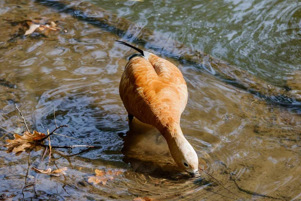 Canard roux sur la rive du lac par une journée ensoleillée — Photo