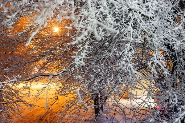Árboles Cubiertos Nieve Después Una Nevada Las Luces Calle Paisaje —  Fotos de Stock