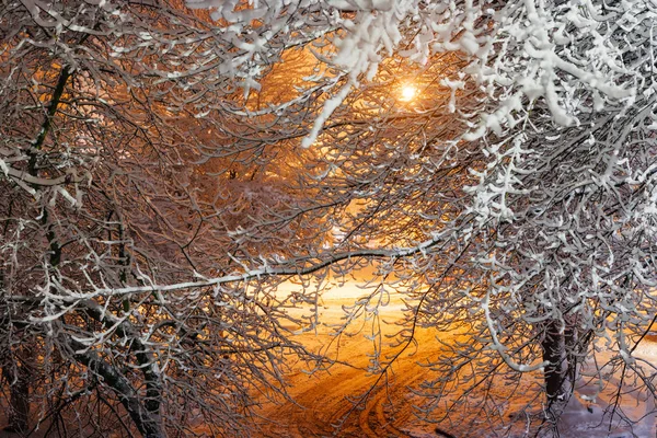 Snötäckta Träd Efter Ett Snöfall Gatubelysning Vinterlandskap — Stockfoto