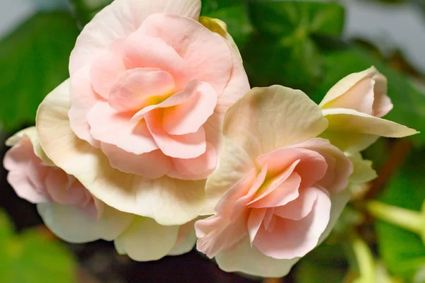 Beautiful gentle and fresh begonia flowers closeup — Stock Photo, Image