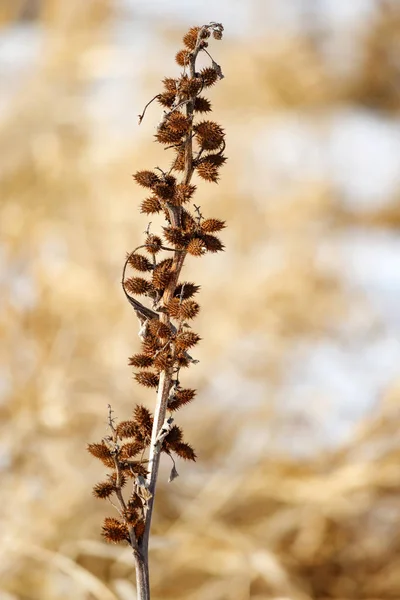 Cabang burdock kering pada penutupan lapangan musim dingin — Stok Foto