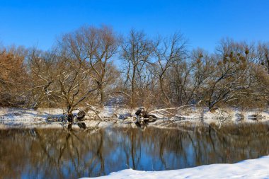 Gün batımında kış Nehri'nin ağaçta