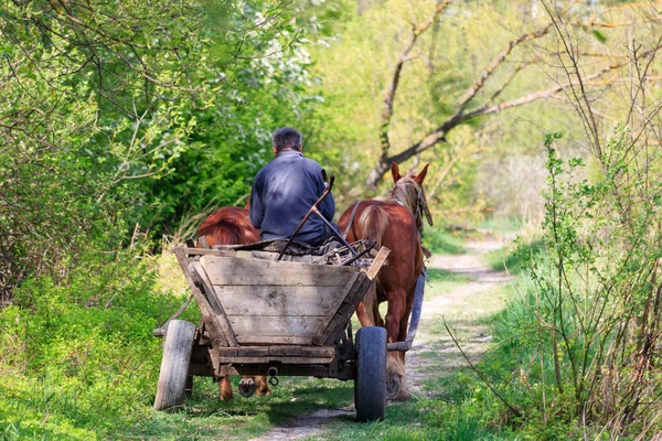 Elderly man rides on an old broken cart pulled by two horses on a forest road on a sunny day