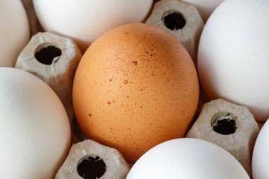 Kahverengi tavuk yumurta beyaz yumurta karton tepsi closeup arasında
