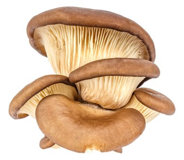 Beyaz arka planda izole edilmiş taze istiridye mantarı ailesi. Pleurotus ostreatus mantarı.