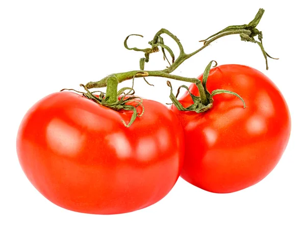 Two ripe red tomatoes on a green branch close-up isolated on white background — 图库照片