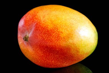 Taze olgun mango meyvesi siyah arkaplanda izole edilmiş ve parlak yüzeyde yansıması var.