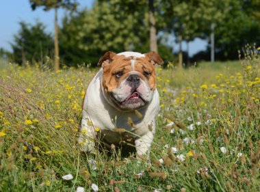 baston bulldog giardion içinde