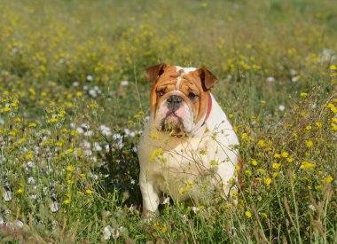 baston bulldog giardion içinde