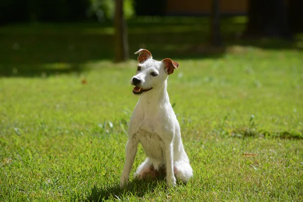 Canne jack russell — Photo