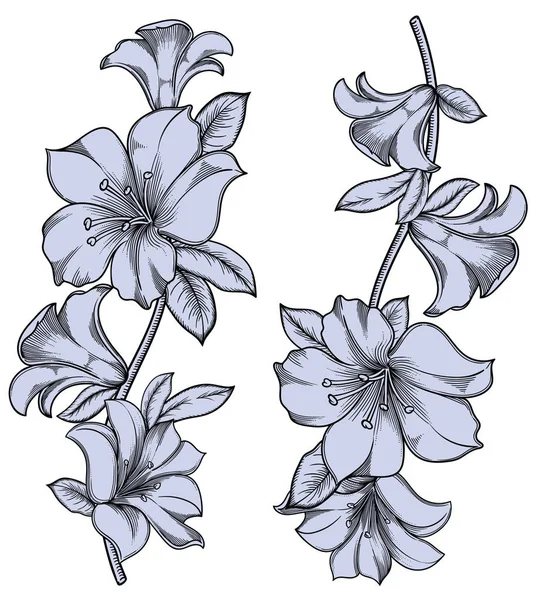 Illustration vectorielle de fleurs avec feuilles.Fleurs très détaillées dans le style croquis Décoration florale élégante pour le design. Tous les éléments de composition sont séparés dans chaque groupe . — Image vectorielle