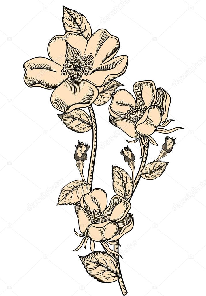 vector illustration of  flowers with leaves.Very detailed flowers in sketch style.Elegant floral decoration for design. All elements of composition are separated in each group.