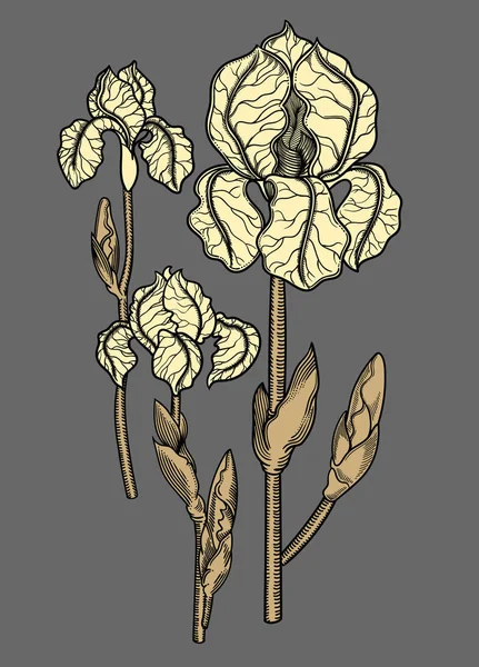 Illustration vectorielle de fleurs avec feuilles.Fleurs très détaillées dans le style croquis Décoration florale élégante pour le design. Tous les éléments de composition sont séparés dans chaque groupe . — Image vectorielle