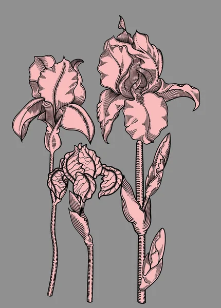 Vektorillustration av blommor med blad. Mycket detaljerade blommor i skiss stil. Elegant blommig dekoration för design. Alla delar av sammansättning är separerade i varje grupp. — Stock vektor