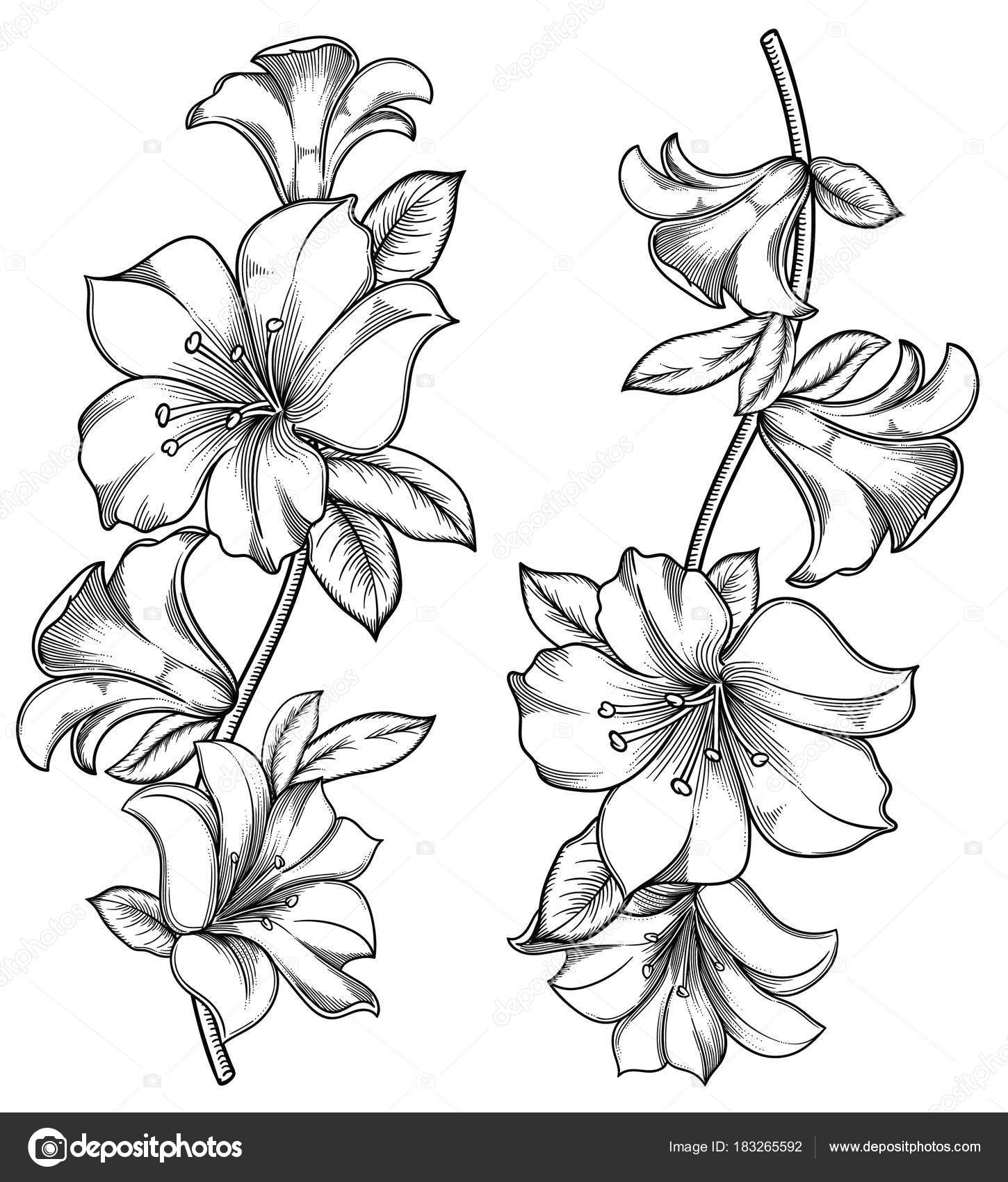 Vector illustration of flowers.Detailed flowers in black and white
