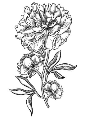 Vektör çizim çiçek. Siyah beyaz detaylı çiçek tarzı kroki. Zarif çiçek dekorasyon tasarım için. Kompozisyon unsurları her gruba ayrılır. Beyaz arka plan üzerinde izole
