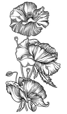 Vektör çizim çiçek. Siyah beyaz detaylı çiçek tarzı kroki. Zarif çiçek dekorasyon tasarım için. Kompozisyon unsurları her gruba ayrılır. Beyaz arka plan üzerinde izole