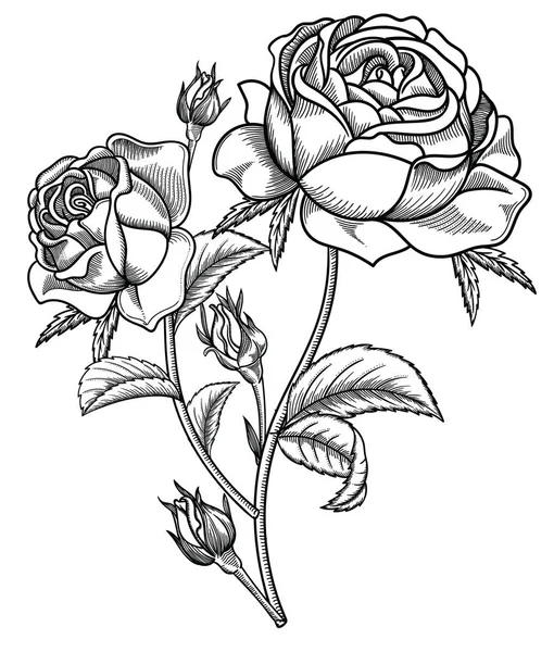 Ilustración vectorial de flores.Flores detalladas en estilo boceto en blanco y negro. Elegante decoración floral para diseño.Los elementos de composición se separan en cada grupo. Aislado sobre fondo blanco — Vector de stock