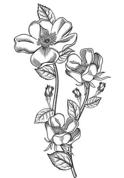 Ilustración vectorial de flores.Flores detalladas en estilo boceto en blanco y negro. Elegante decoración floral para diseño.Los elementos de composición se separan en cada grupo. Aislado sobre fondo blanco — Vector de stock