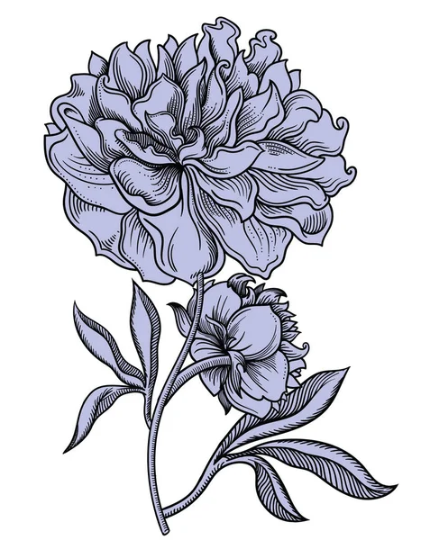 矢量详细说明盛开的花朵。具有黑色轮廓的草图样式的高质量插图。典雅浪漫绘画 — 图库矢量图片