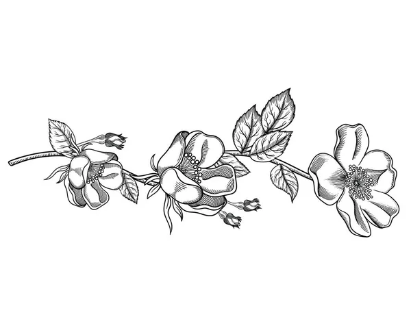 Illustrazione vettoriale dei fiori.Fiori dettagliati in stile schizzo in bianco e nero. Elegante decorazione floreale per il design.Elementi di composizione sono separati in ogni gruppo. Isolato su sfondo bianco — Vettoriale Stock