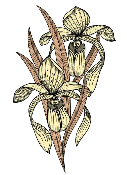 Ilustração detalhada do vetor de flores florescendo. Ilustração de alta qualidade em estilo esboço com contorno preto. Desenho elegante e romântico — Vetor de Stock
