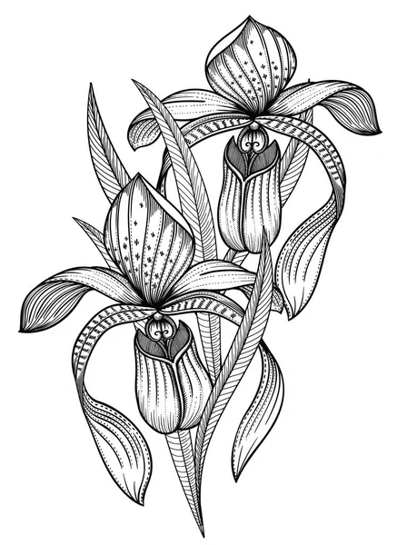 꽃의 벡터 그림입니다. 흑인과 백인에 대 한 자세한 꽃 스케치 스타일. 디자인에 대 한 우아한 꽃 장식입니다. 구성 요소는 각 그룹에서 분리 된다. 흰색 배경에 고립 — 스톡 벡터