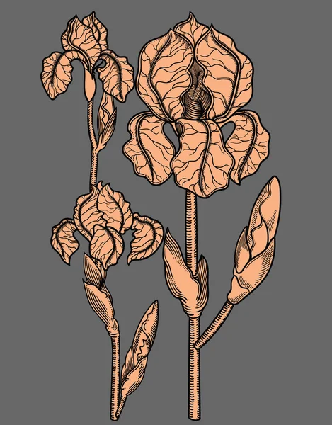 Vector detaljerad illustration av blommande blommor. Hög kvalitet illustration i skiss stil med svart kontur. Elegant och romantisk ritning — Stock vektor