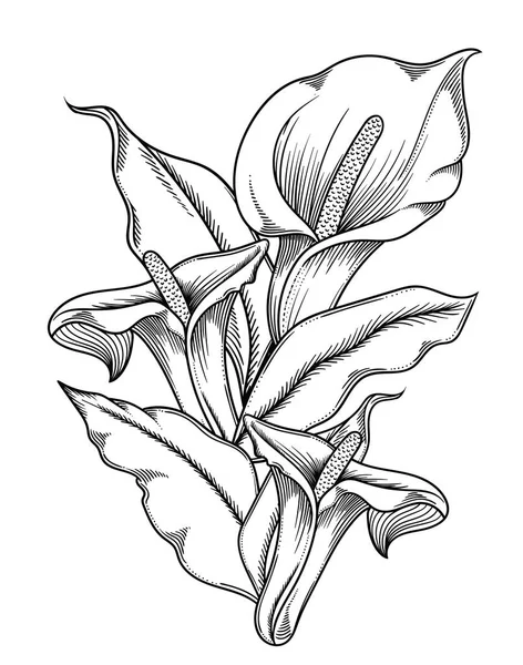 Vektorillustration von Blumen. Detaillierte Blumen im Schwarz-Weiß-Skizzenstil. Eleganter Blumenschmuck für das Design. Elemente der Komposition sind in jeder Gruppe getrennt. isoliert auf weißem Hintergrund — Stockvektor