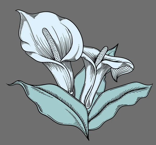 Vector gedetailleerde illustratie van bloeiende bloemen. Hoge kwaliteit illustratie in schets stijl met zwarte omtrek. Elegante en romantische tekening — Stockvector