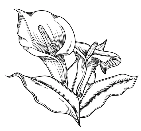 Ilustração vetorial de flores.Flores detalhadas em estilo esboço preto e branco. Elegante decoração floral para design.Elementos de composição são separados em cada grupo. Isolado sobre fundo branco —  Vetores de Stock
