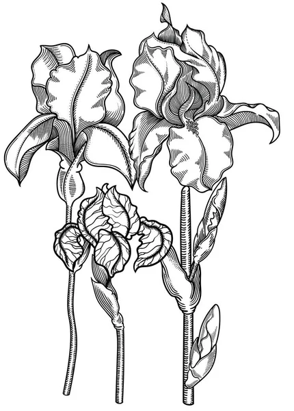 Ilustracja wektorowa kwiatów. Szczegółowe kwiaty w czerni i bieli szkic stylu. Elegancki wystrój kwiatowy dla projektu. Elementy kompozycji są oddzielone w każdej grupie. Na białym tle — Wektor stockowy