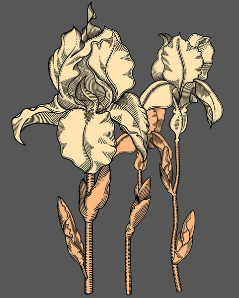 Ilustração detalhada do vetor de flores florescendo. Ilustração de alta qualidade em estilo esboço com contorno preto. Desenho elegante e romântico —  Vetores de Stock