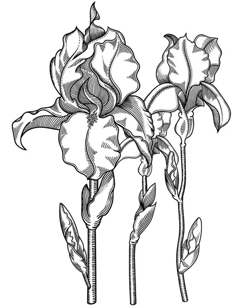 Vektorillustration av blommor. Detaljerade blommor i svart och vitt skiss stil. Elegant blommig dekoration för design. Delar av sammansättning är separerade i varje grupp. Isolerad på vit bakgrund — Stock vektor
