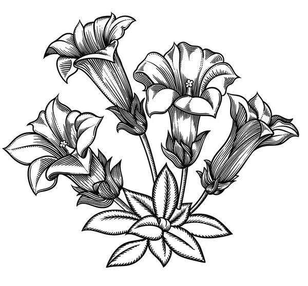 Illustration vectorielle des fleurs.Fleurs détaillées en noir et blanc. Élégante décoration florale pour le design.Eléments de composition sont séparés dans chaque groupe. Isolé sur fond blanc — Image vectorielle