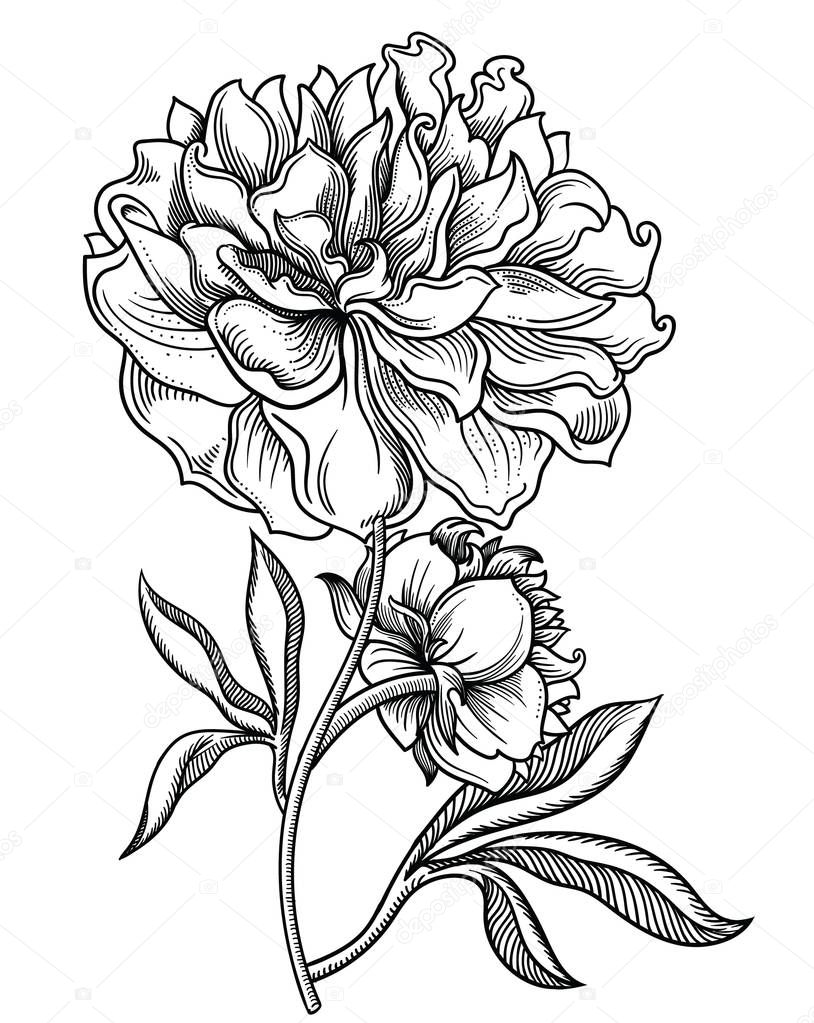 Vector illustration of flowers.Detailed flowers in black and white sketch style. Elegant floral decoration for design.Elements of composition are separated in each group. Isolated on white background