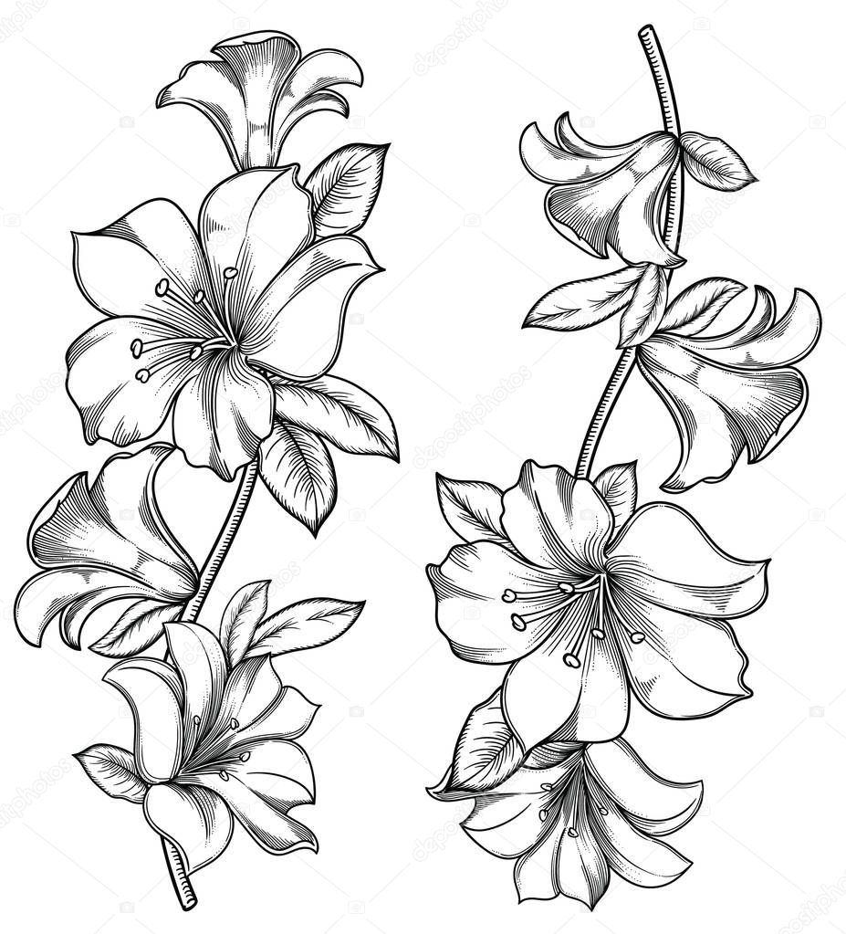 Vector illustration of flowers.Detailed flowers in black and white sketch style. Elegant floral decoration for design.Elements of composition are separated in each group. Isolated on white background