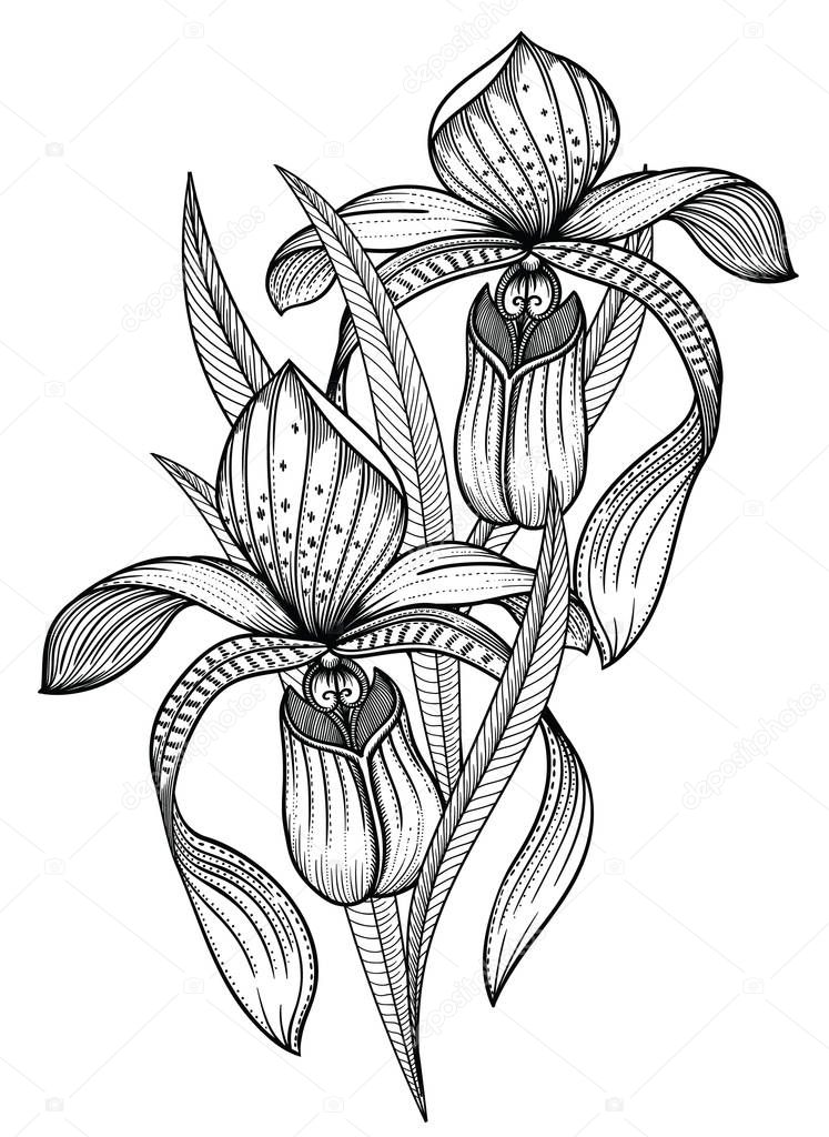 Vector illustration of flowers.Detailed flowers in black and white sketch style. Elegant floral decoration for design.Elements of composition are separated in each group. Isolated on white background