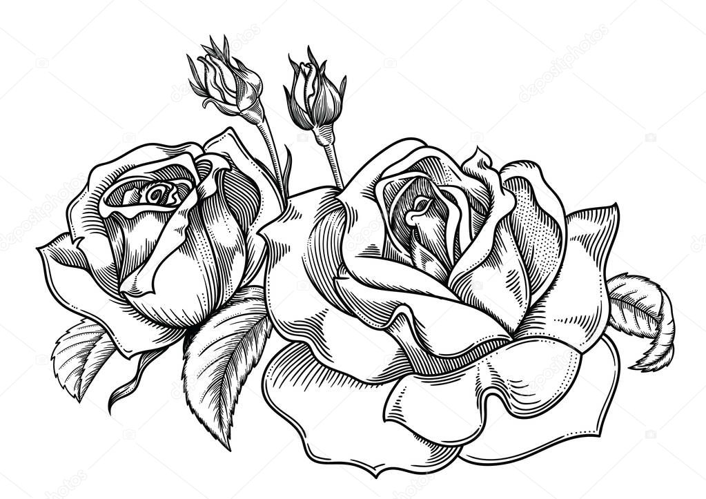 Vector illustration of flowers.Detailed flowers in black and white sketch style. Elegant floral decoration for design.Elements of composition are separated in each group. Isolated on white background