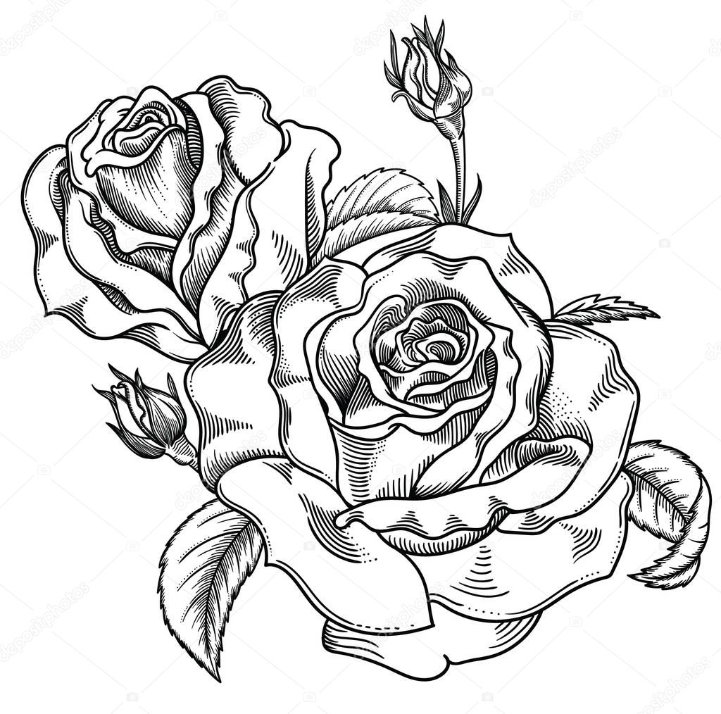 Download Vector illustration of flowers.Detailed flowers in black ...