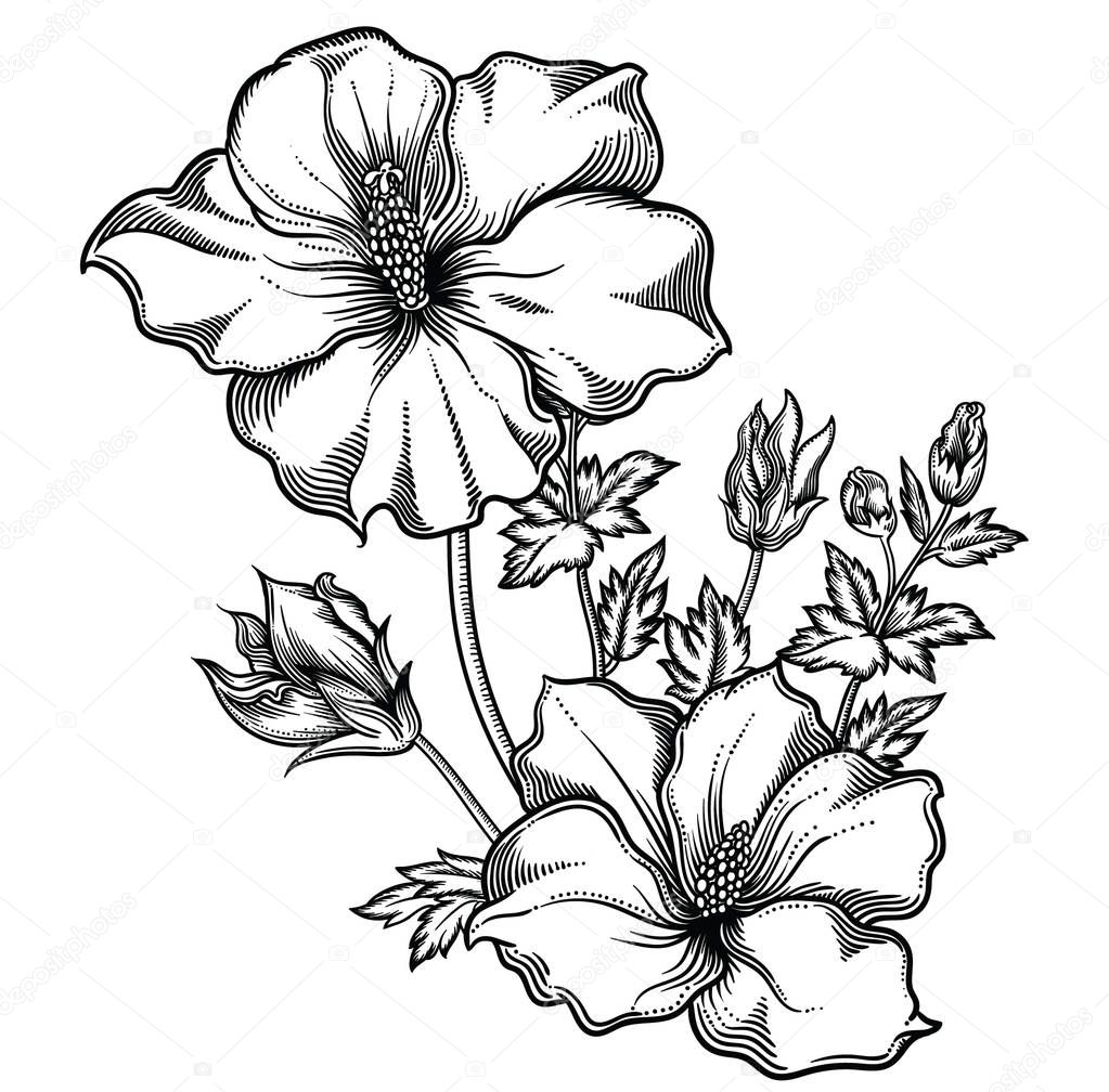 Vector illustration of flowers.Detailed flowers in black and white sketch style. Elegant floral decoration for design.Elements of composition are separated in each group. Isolated on white background