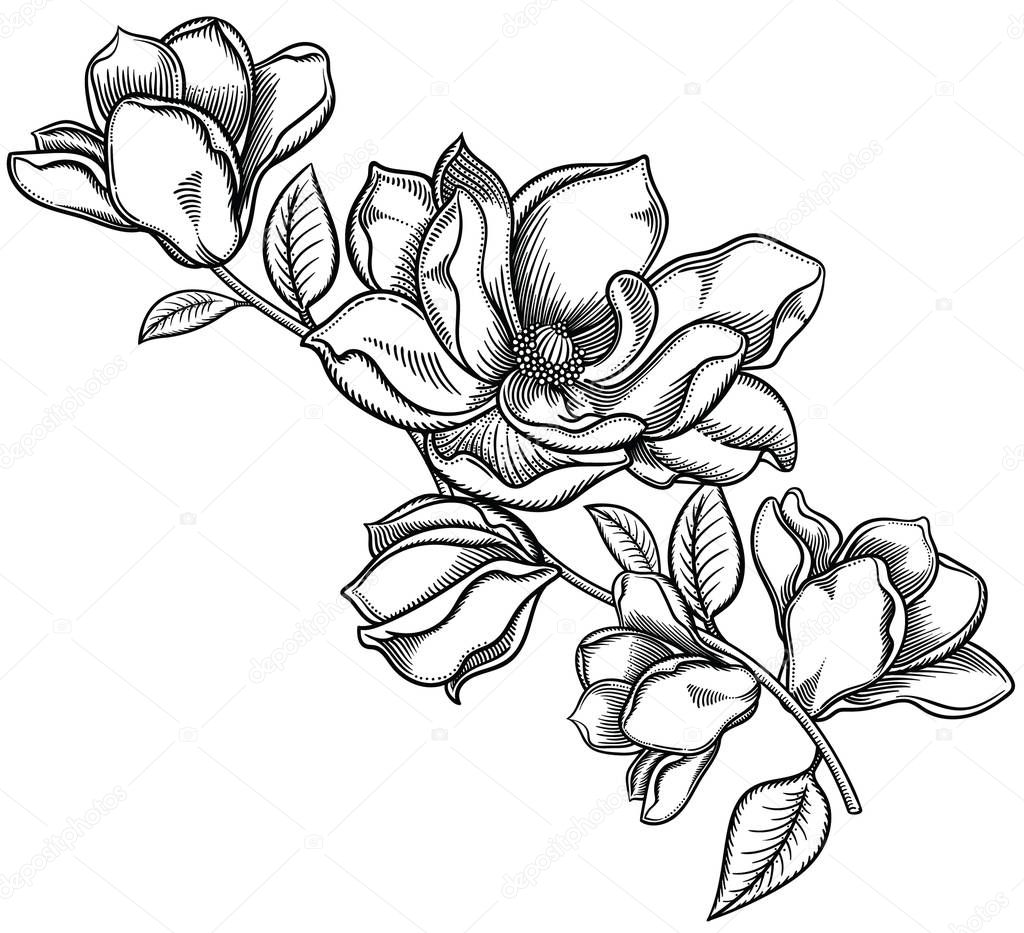 Vector illustration of flowers.Detailed flowers in black and white sketch style. Elegant floral decoration for design.Elements of composition are separated in each group. Isolated on white background