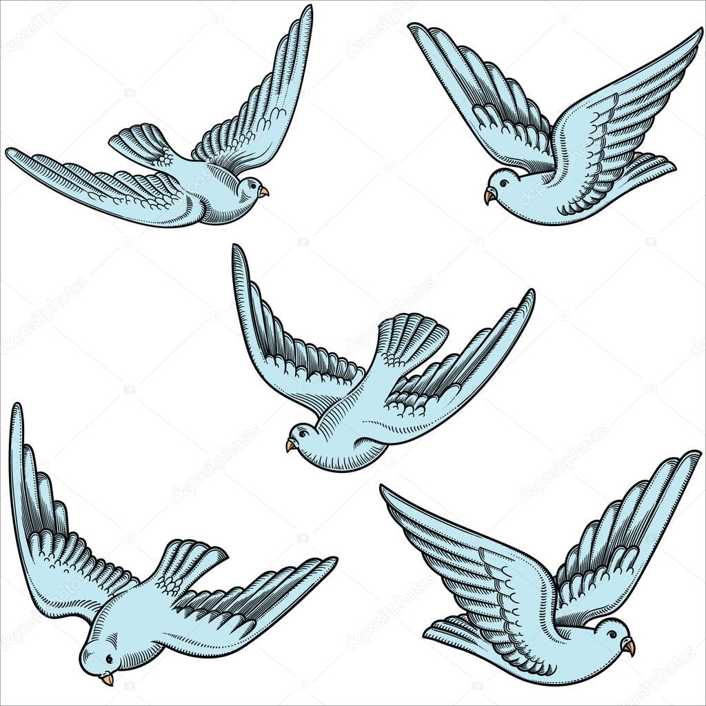 Illustration of flying doves in different positions.Hand drawn contoured pigeon. Hand drawn of flying doves with  isolated on white. Retro,vintage detailed image done in black line strokes