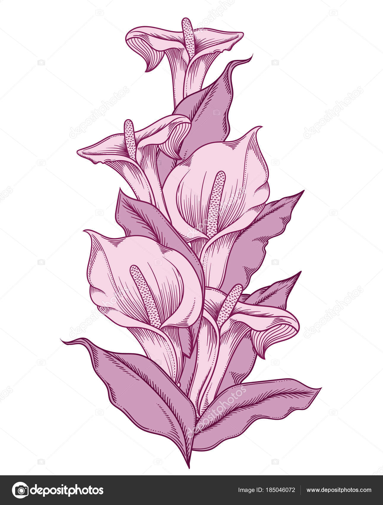 Flores alcatraces imágenes de stock de arte vectorial | Depositphotos